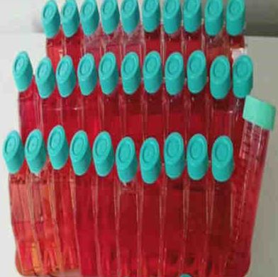 小鼠鳞状细胞癌细胞（SCC-7)钜惠上新