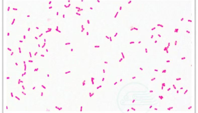 埃希菌属的主要生物学特性和致病性