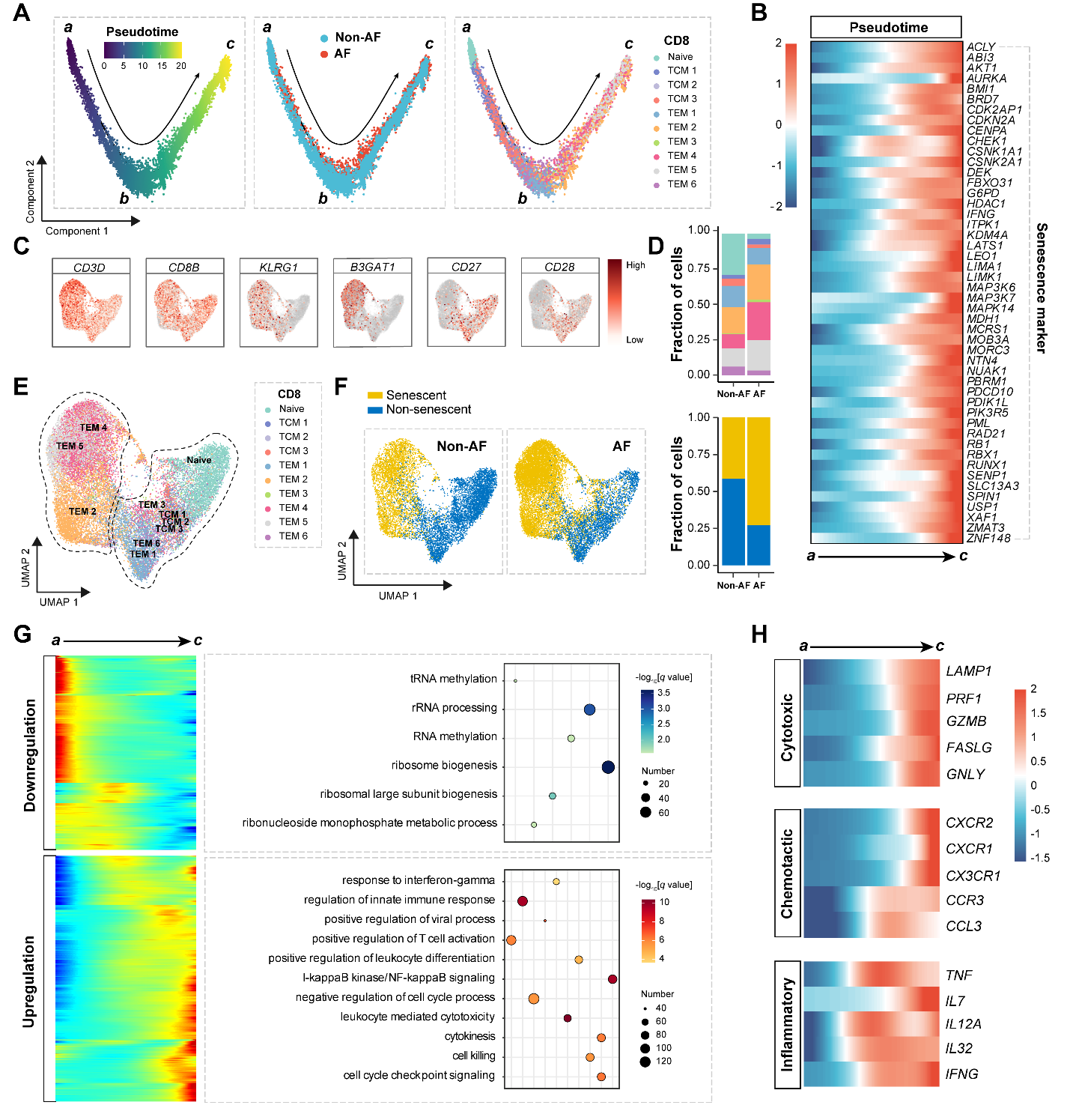 衰老的 CD8+ T细胞：心房颤动的一个新风险因素