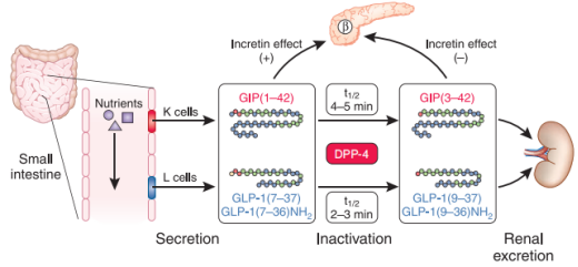 胰高血糖素样肽-1（GLP-1）检测试剂盒，辅助肥胖和糖尿病研究