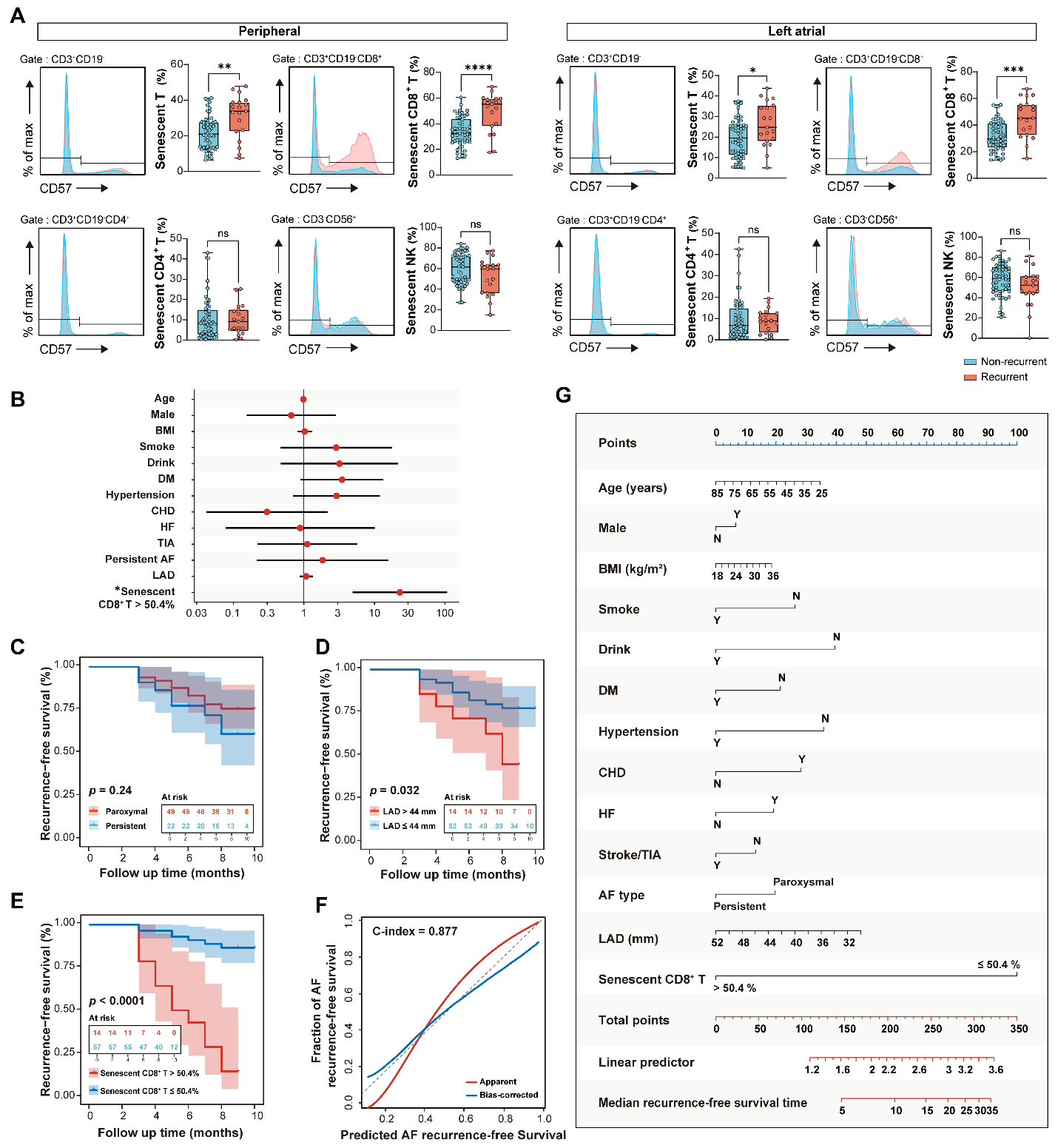 衰老的 CD8+ T细胞：心房颤动的一个新风险因素