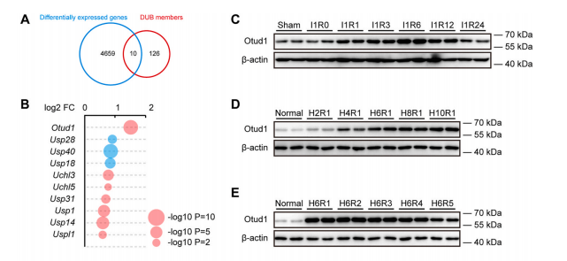文献集锦│2024年三季度Clinx勤翔ChemiScope系列成像产品应用摘要