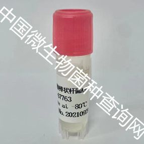 谷氨酸棒状杆菌	 