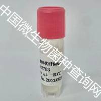 谷氨酸棒状杆菌	 