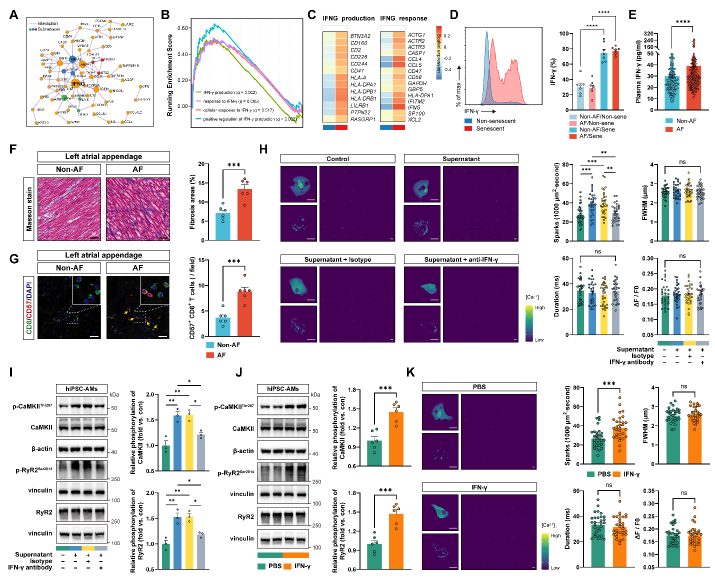 衰老的 CD8+ T细胞：心房颤动的一个新风险因素