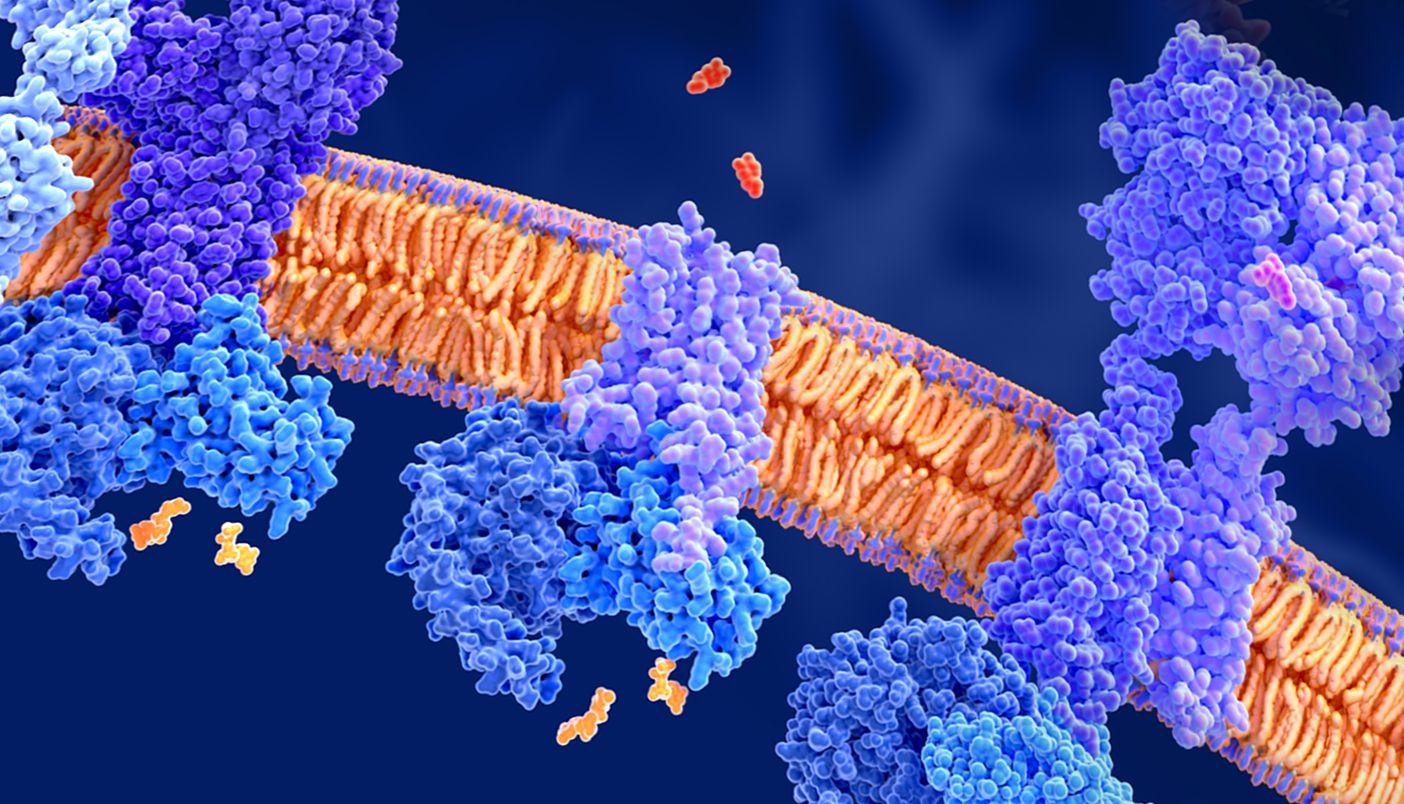 GPCR 重组单抗助力您的研究
