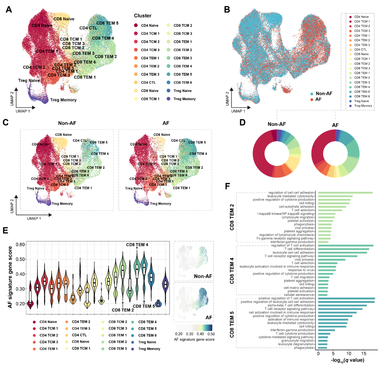 衰老的 CD8+ T细胞：心房颤动的一个新风险因素