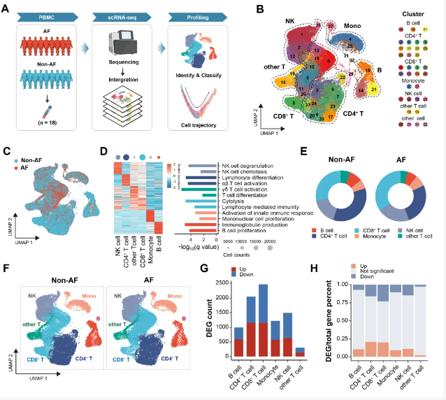 衰老的 CD8+ T细胞:心房颤动的一个新风险因素