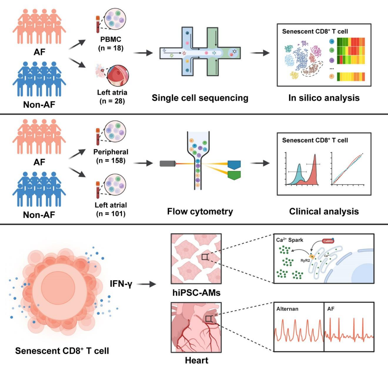 衰老的 CD8+ T细胞:心房颤动的一个新风险因素