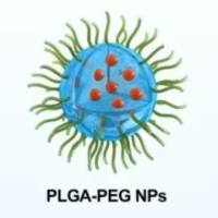 PEG-PLGA纳米颗粒包封伊立替康（IRI）和５-氟尿嘧啶（5-FU）