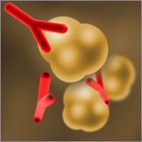 重组人凝血因子VIII（Recombinant Human Factor VIII）