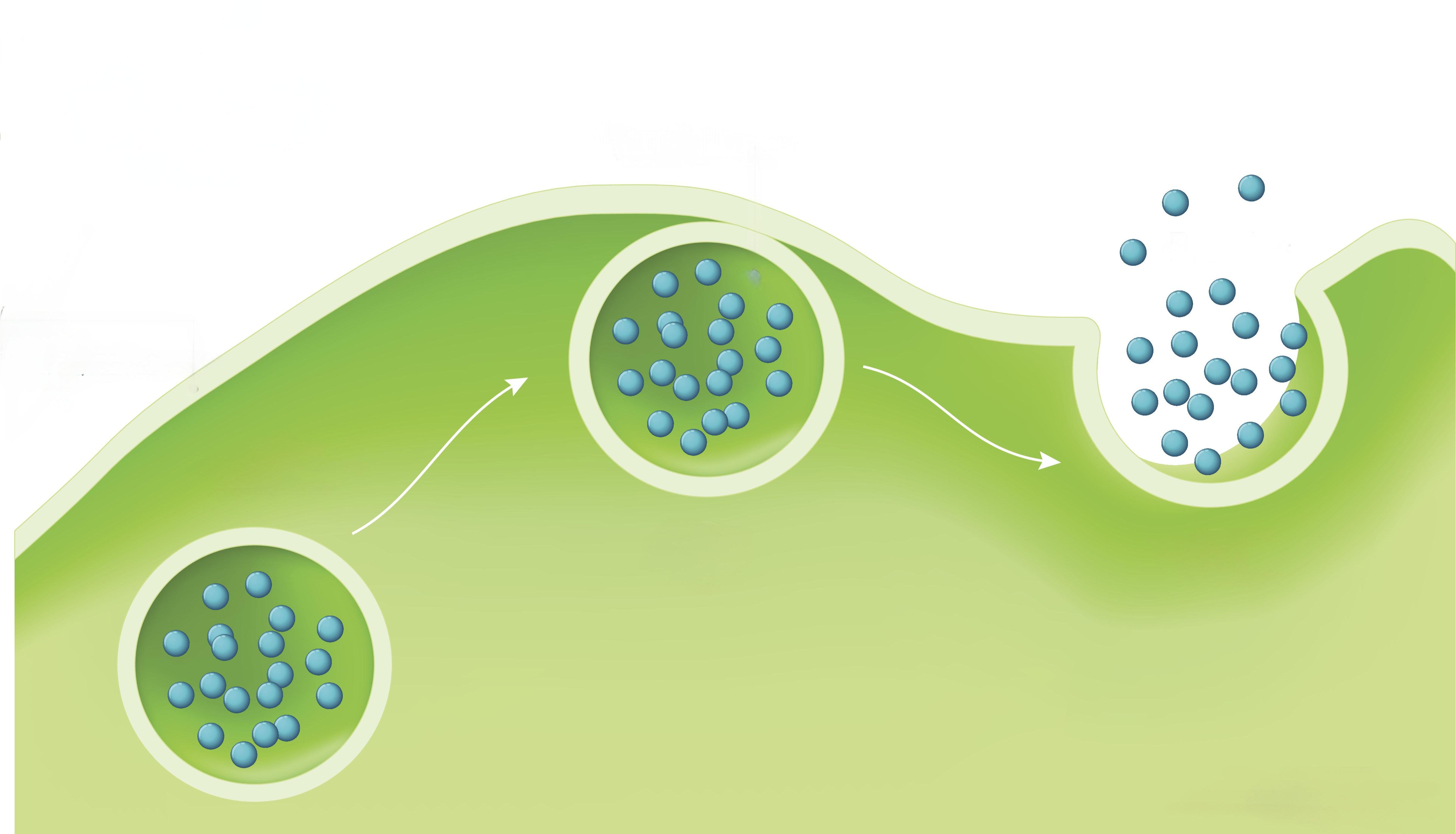 Adv Sci∣周祥团队合作揭示通过工程化外泌体诱导肿瘤细胞核仁应激的分子机制与策略