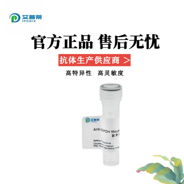 Arg1抗体;Arg1 Polyclonal Antibody