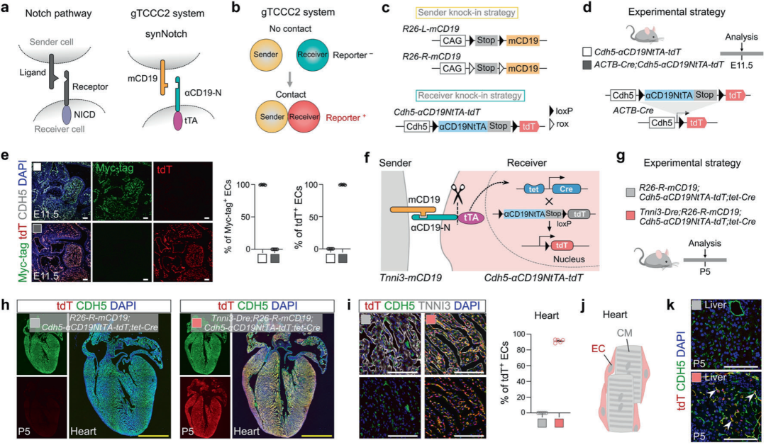 Cell Discovery | 周斌团队合作开发邻近细胞遗传操作新技术