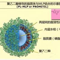 负载奥沙利铂（OXA）的脂质体被PEG修饰