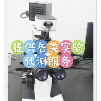 胼胝质染色(切片染)