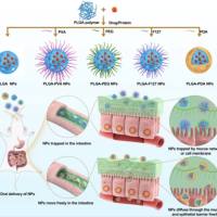 聚多巴胺纳米颗粒被KLVFF肽修饰