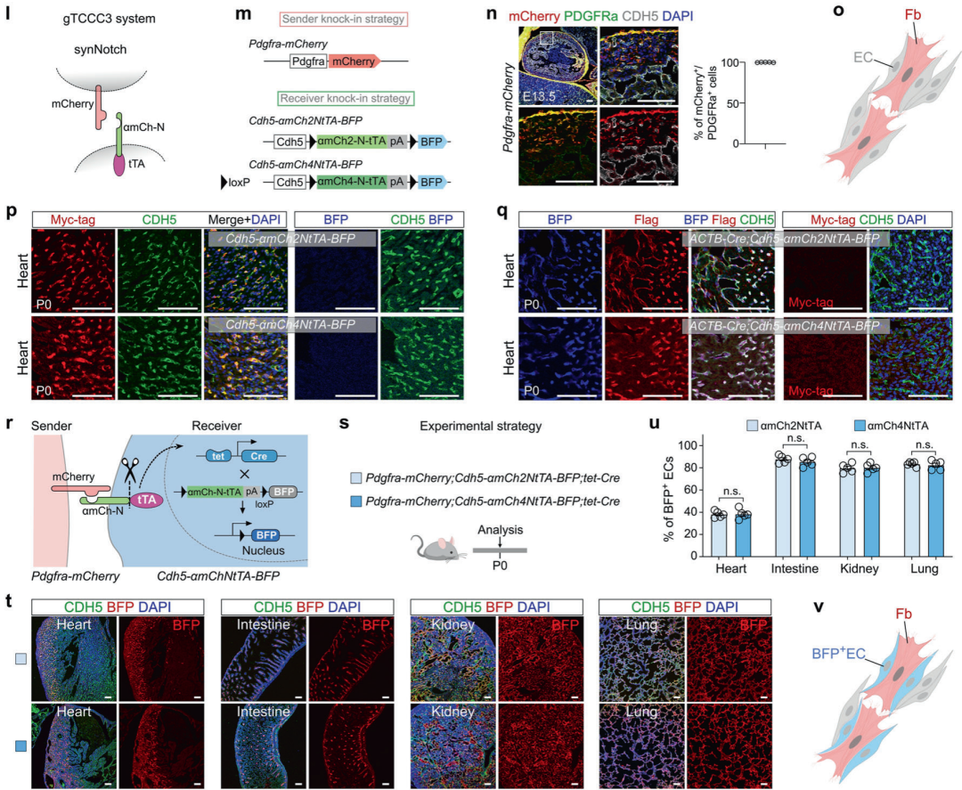 Cell Discovery | 周斌团队合作开发邻近细胞遗传操作新技术
