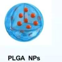 PLGA纳米颗粒包封阿霉素（DOX）和硝呋替尔（NIF）