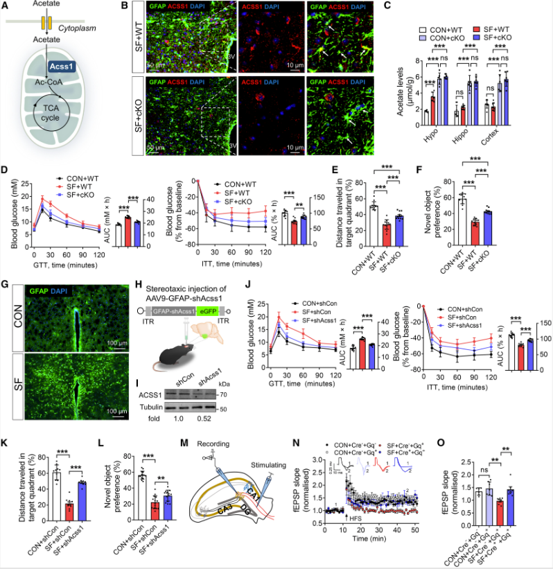 Cell Metabolism | 电生理/膜片钳技术揭示睡眠中断期间促进正常代谢和认知的关键因素