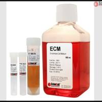 Sciencell内皮细胞培养基