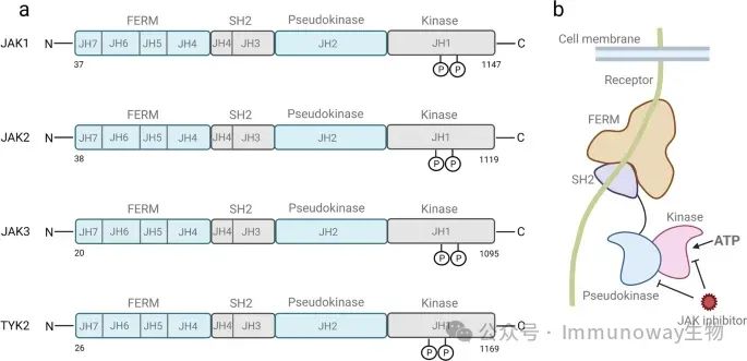 升级版JAK/STAT通路汇总