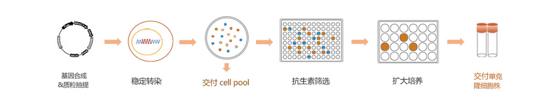 稳转细胞株构建方法技术分享