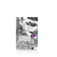 PA15401 cytiva 思拓凡 CypHer5E N-羟基琥珀酰亚胺酯