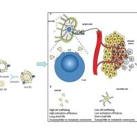 纳米颗粒（脂质体、PLGA纳米粒、无机纳米颗粒）被DC细胞膜包被