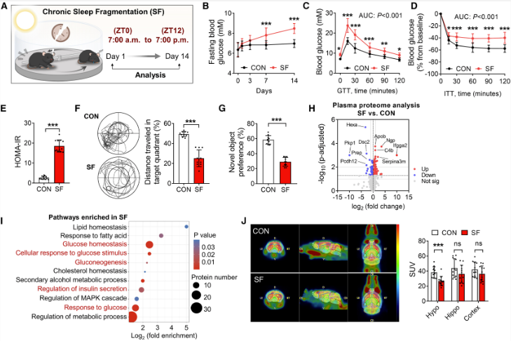 Cell Metabolism | 电生理/膜片钳技术揭示睡眠中断期间促进正常代谢和认知的关键因素