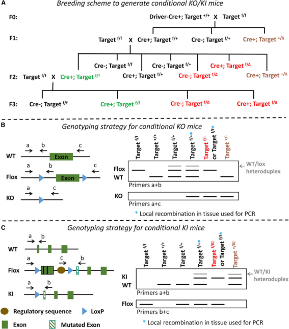 Cre的那些坑——种系重组