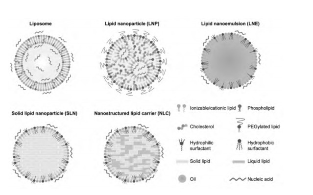 转铁蛋白TF修饰蛇床子脂质体Tf-Ost-Lip