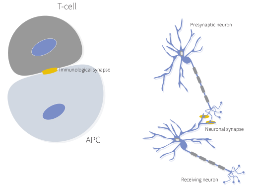 Synaptic Systems：CD86在免疫突触中的表达方案