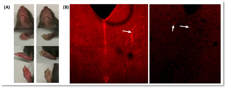 Cre的那些坑——种系重组