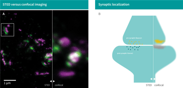 符合STED超分辨率显微镜特定要求的Synaptic Systems（SySy）抗体