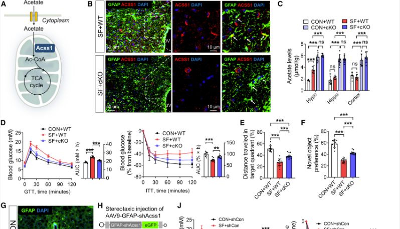 Cell Metabolism | 电生理/膜片钳技术揭示睡眠中断期间促进正常代谢和认知的关键因素