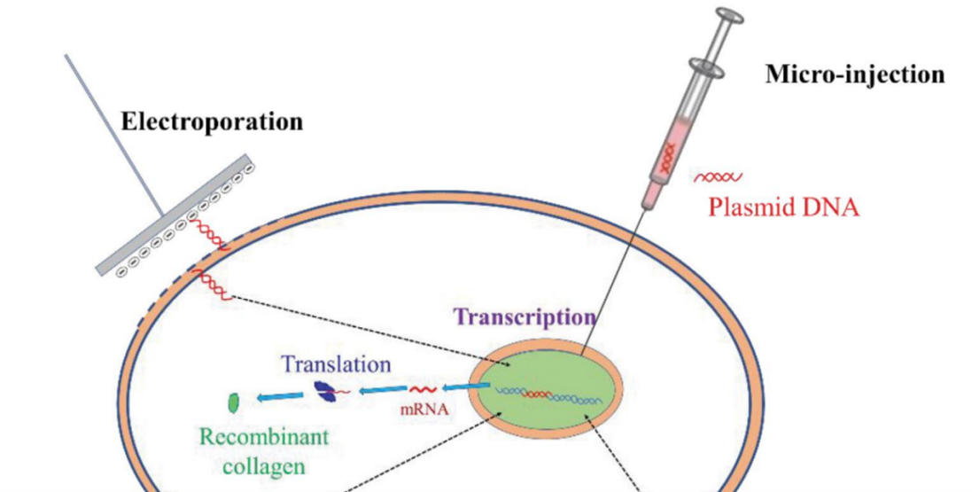 克隆与表达干货2-质粒转染