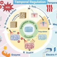 负载顺铂（CDDP）的聚乙二醇-b聚丙烯酸（PEG-b-PAA）胶束通过α-环糊精的特性交联成水凝胶