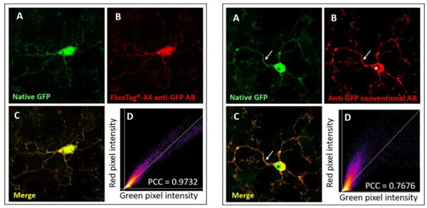Synaptic Systems--FluoTag-X4抗GFP单结构域抗体正在促销中