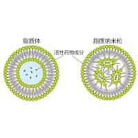 脂质纳米颗粒包封黄酮类物质光甘草定(Gla)