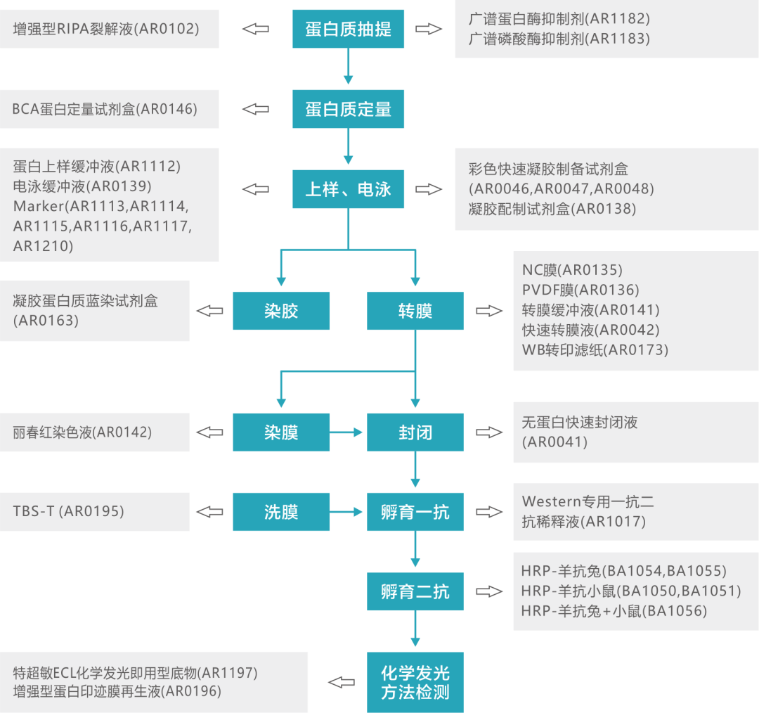 【收藏版】WB/IHC/IF/ISH实验科研人必备流程图 - 企业动态 - 丁香通
