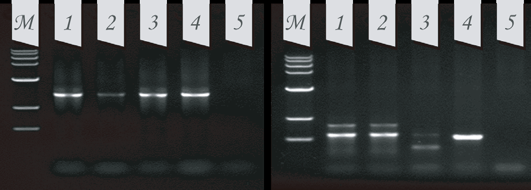 SPINeasy™ 水样基因组DNA提取试剂盒