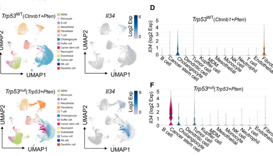 chip-seq+多色Absin助力！探究p53调节肿瘤免疫微环境的潜在机制