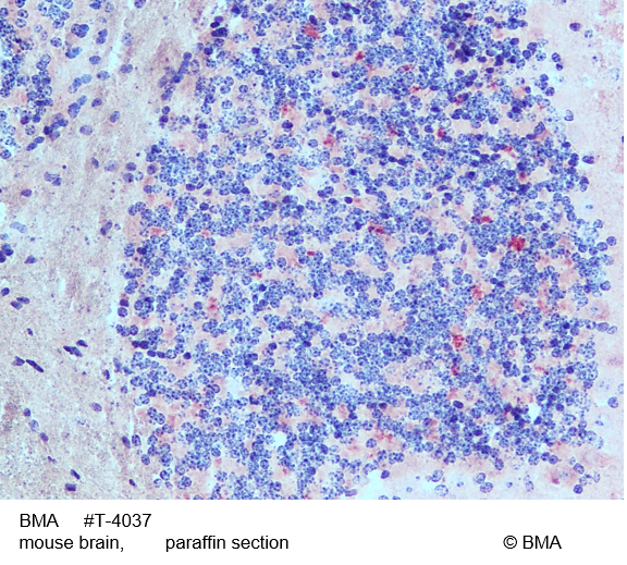 6710eefa75cf1.png 6710eefa75cf1.png