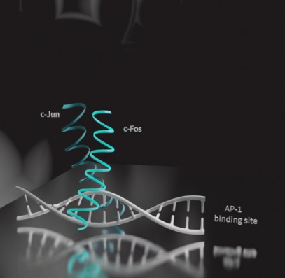 Synaptic Systems：用单克隆重组兔抗-Fos抗体226 008改进c-Fos实验