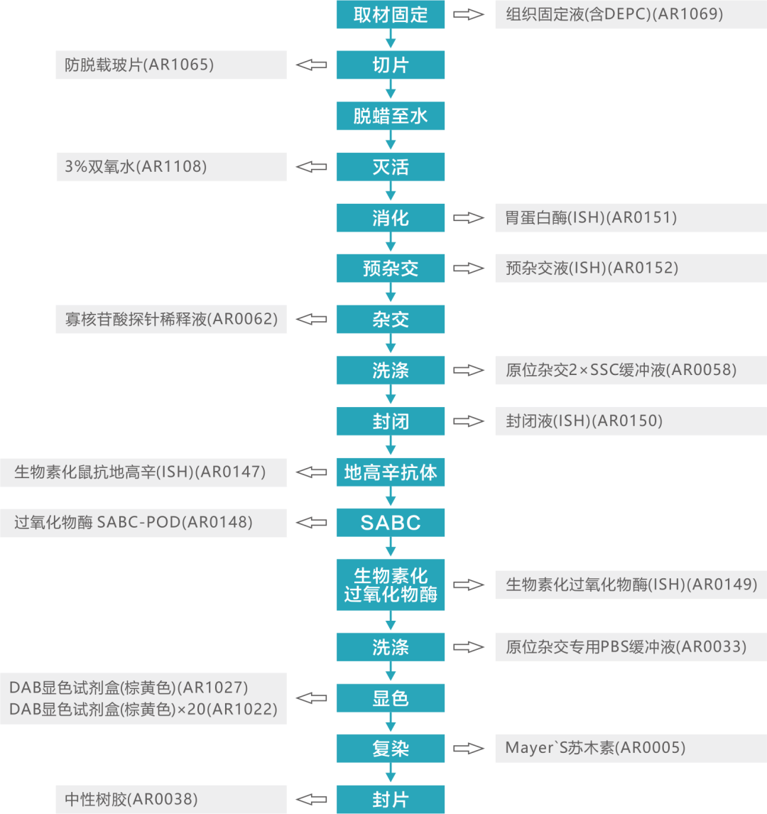 【收藏版】WB/IHC/IF/ISH实验科研人必备流程图 - 企业动态 - 丁香通