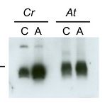 Agrisera热门植物研究用试剂