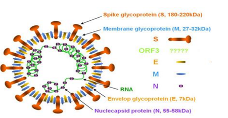 猪流行性腹泻病毒（PEDV-NP）抗体 Mouse anti