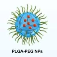 PLGA-PEG纳米胶束包封Reelin和神经干细胞(NSC)