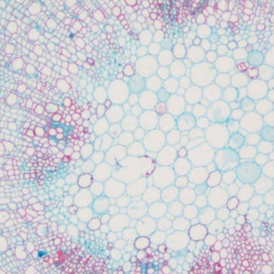 番红-固绿染色实验服务